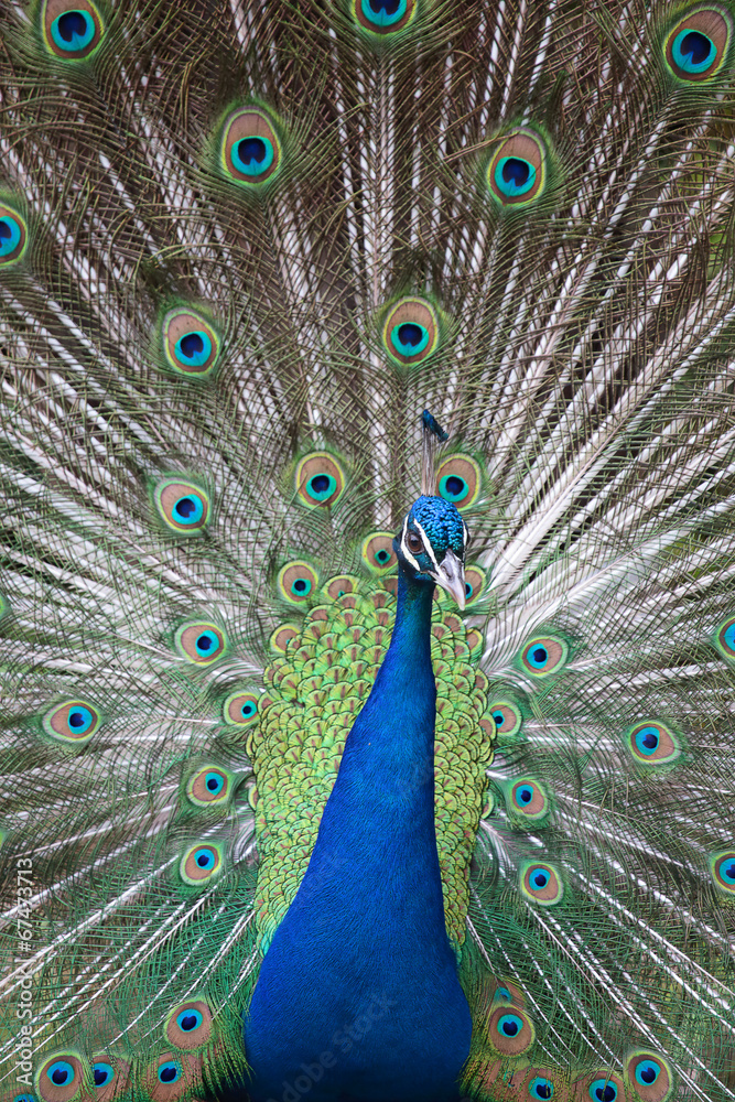 Obraz premium Indian peafowl with opened tail