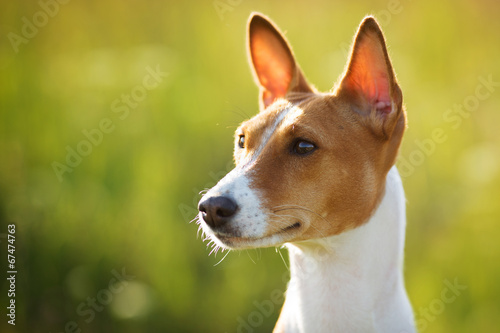 Chestnut-eared dog looks somewhere © dimedrol68