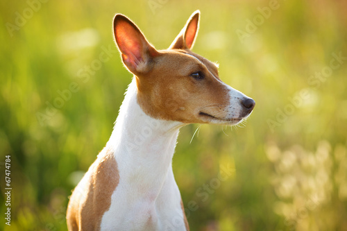 Chestnut-eared dog looking somewhere © dimedrol68