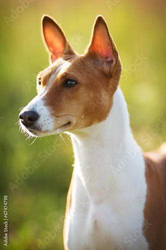 Little Basenji breed of hunting dog