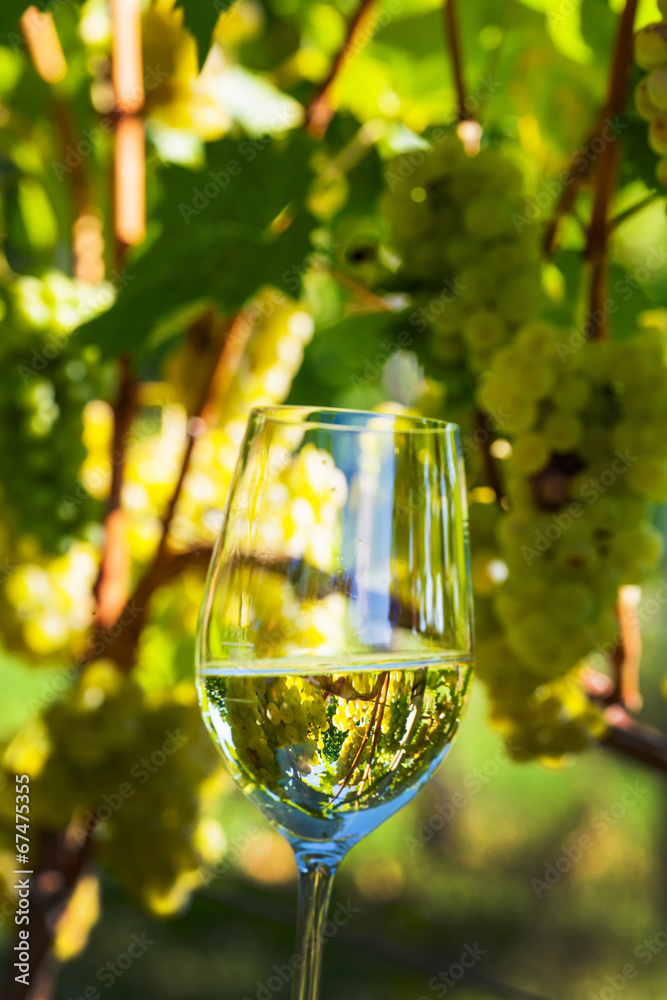 Weinglas im Weingarten