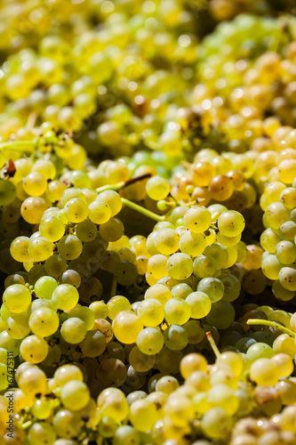 Foto Weinlese im Weingarten