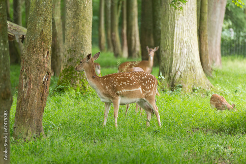 Damwildfamilie im Wald photo