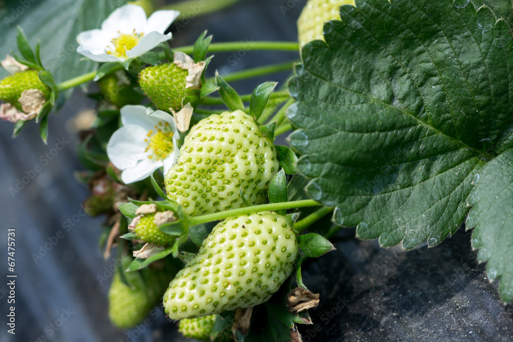 Strawberry Strawberry