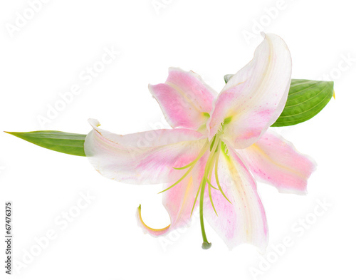 Pink Lily Isolated on White Background