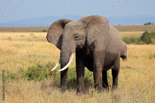 African elephant, Amboseli National Park © EcoView