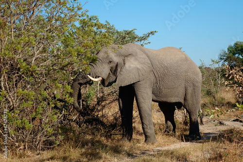 Feeding African elephant