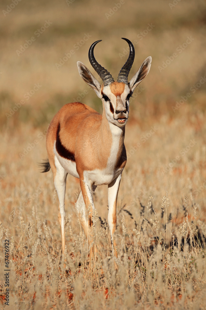 Fototapeta premium Springbok antelope