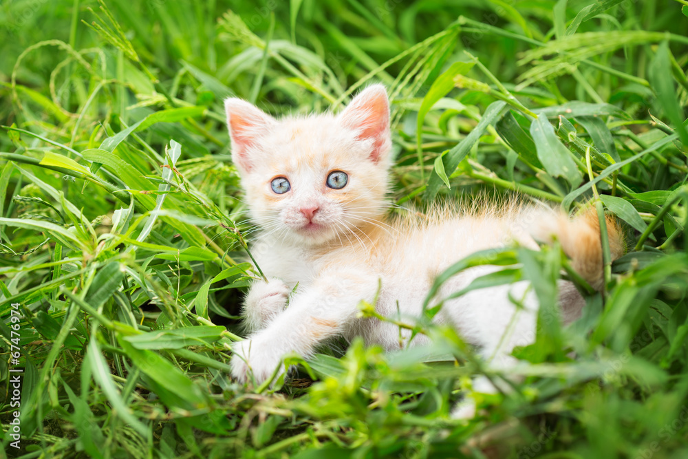 Ginger kitten in grass