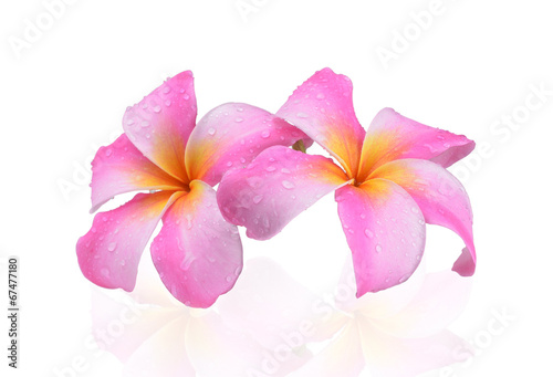 Plumeria pink flowers on white background
