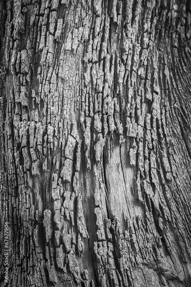 Obraz premium Black and white tree bark texture