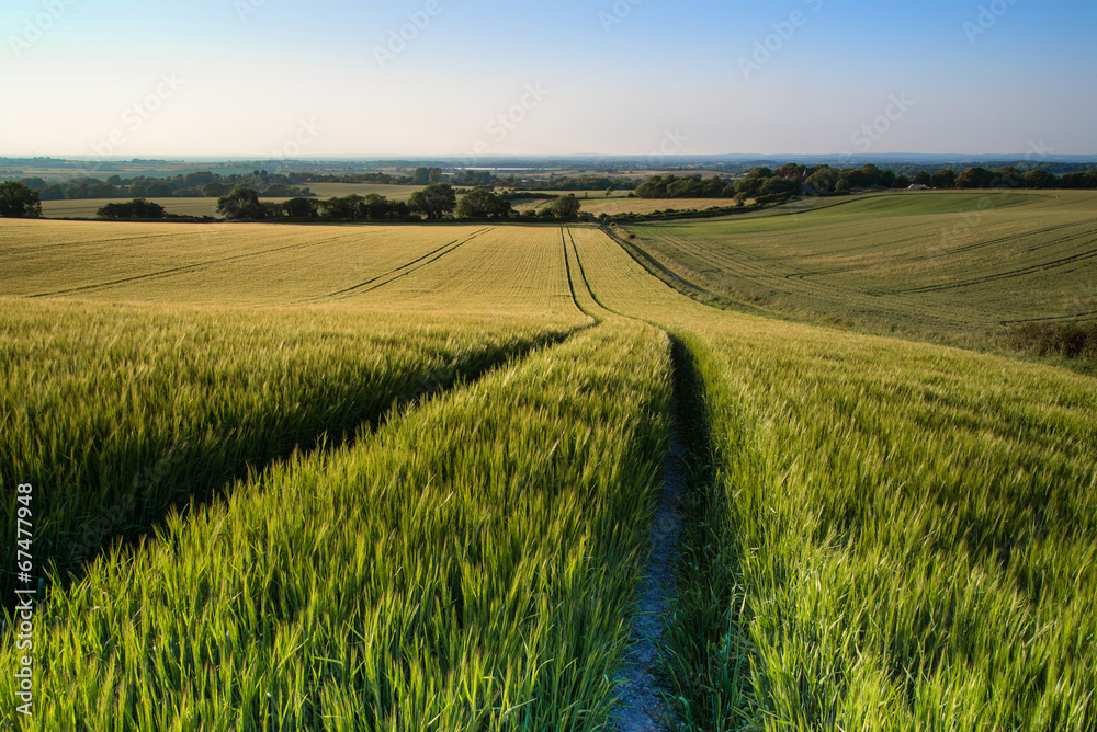Naklejka premium Beautiful landscape wheat field in bright Summer sunlight evenin