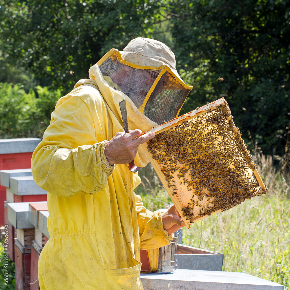 Backlit honeycomb with bees. Apiculture, square crop. Backlit honeycomb with bees. Apiculture, square crop.
