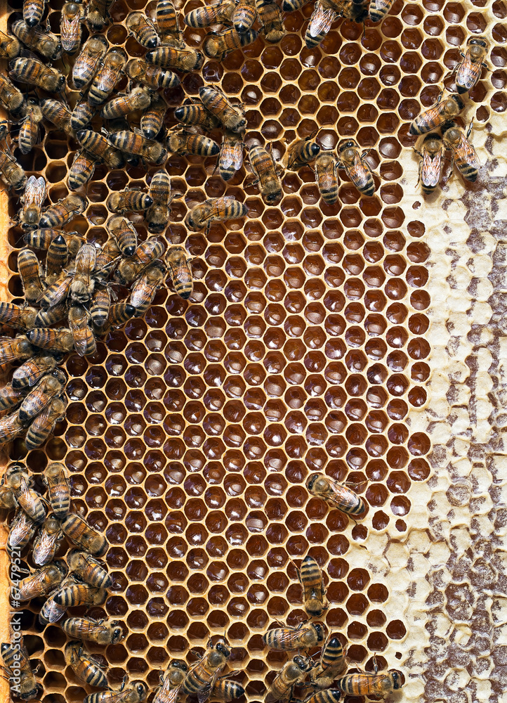 Beehive detail - bees, honey, cells, wax. Apiculture. Beehive detail - bees, honey, cells, wax. Apiculture.