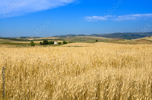 Sardegna, Suelli (Ca), distese di grano photo