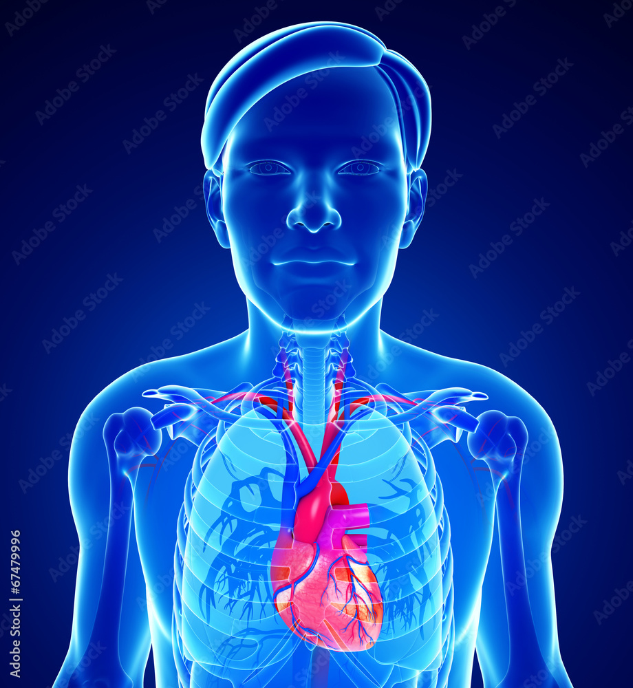 Male heart anatomy - obrazy, fototapety, plakaty 