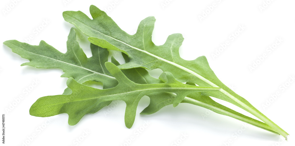 Arugula herb. Arugula herb.