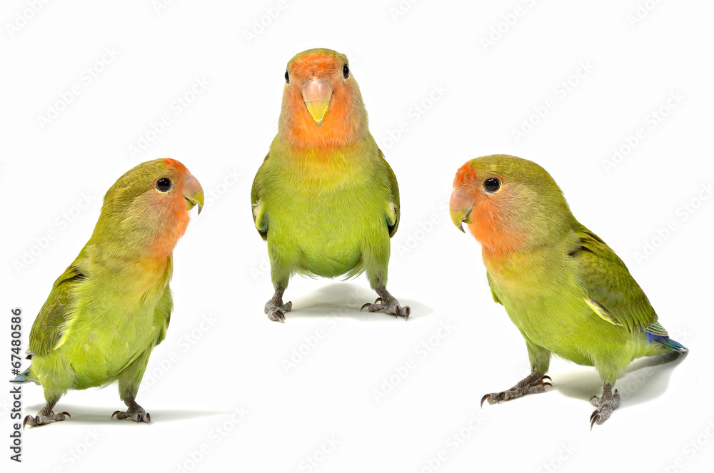 Fototapeta premium Agapornis roseicollis