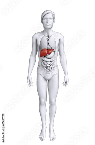 Male liver anatomy