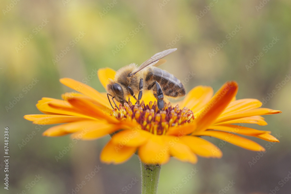 bee on orange marigold bee on orange marigold