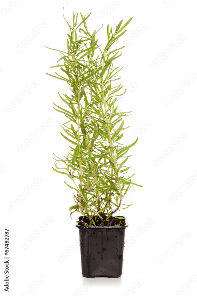 Fototapeta premium Rosemary leaf