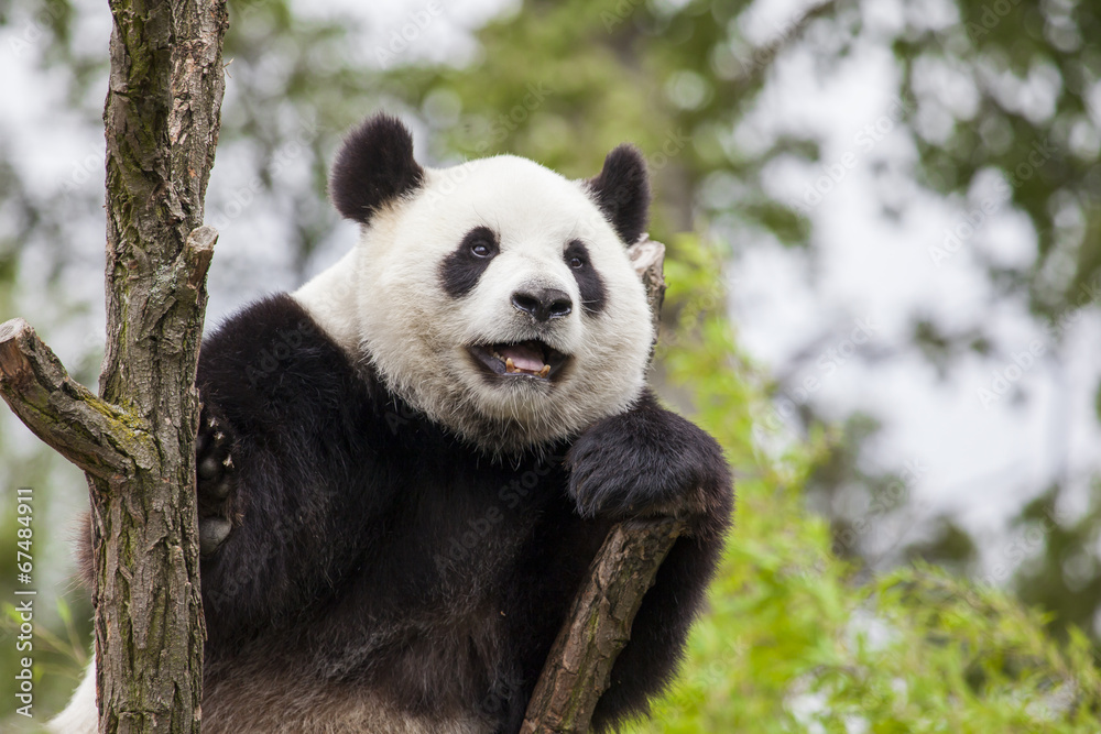 Fototapeta premium Giant panda on the tree