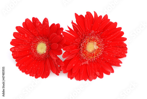 DOS GERBERAS EN PAREJA