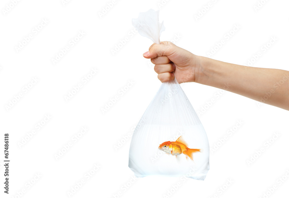 Hand holding a plastic bag with golden fish in it Stock Photo