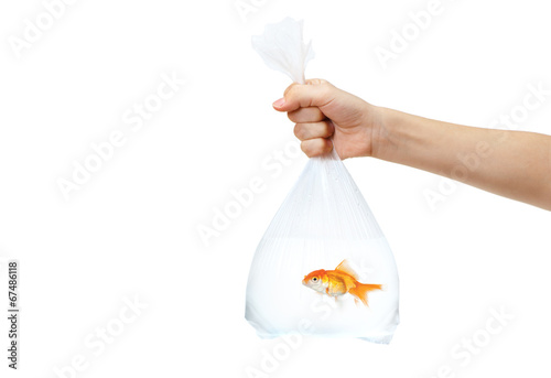 Hand holding a plastic bag with golden fish in it