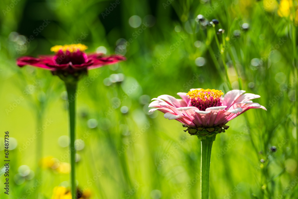 Summer Zinnia Elegans Flowers