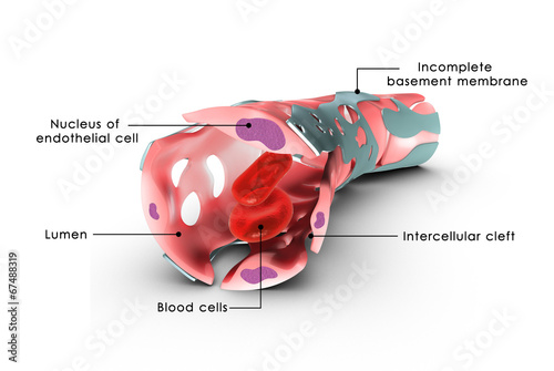 Tableau sur toile Capillary labelled
