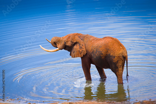 African elephants © kubikactive