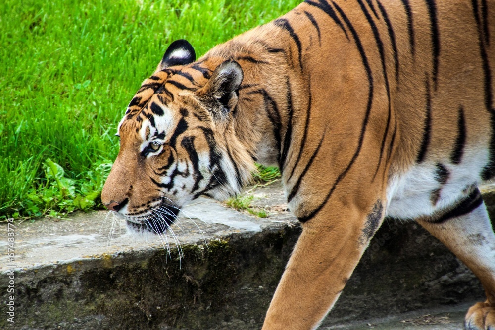 Naklejka premium Sumatran tiger
