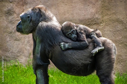 Fotografie, Obraz Western lowland gorilla