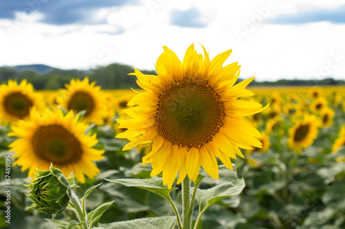 Field of blooming sunflowers on a background sunset © mooseshop