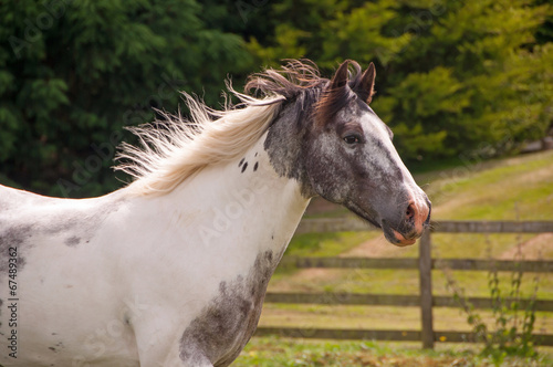Pinto horse portrait