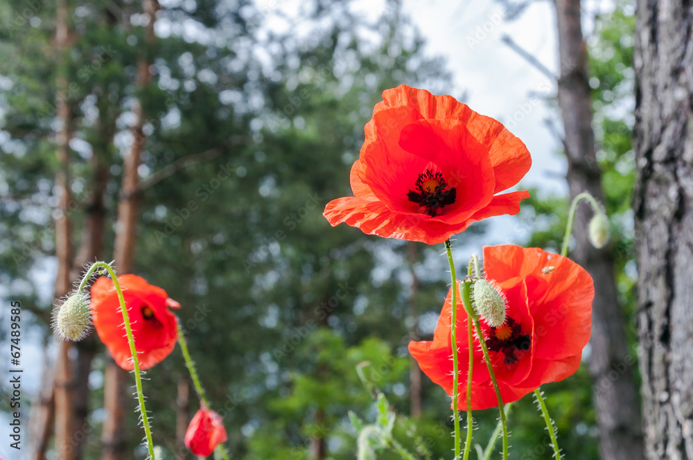 Naklejka premium Poppies on the meadow