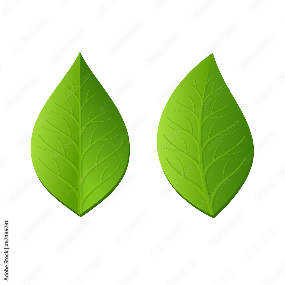 Obraz premium Two Green Leaves on White Background. Vector