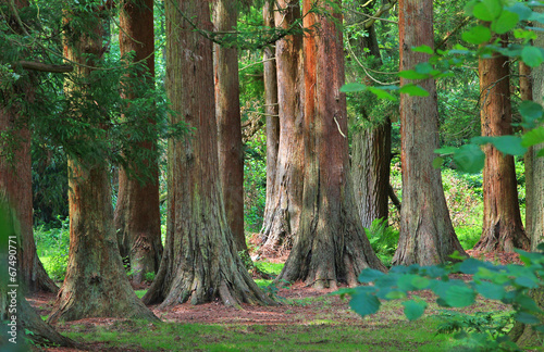 Mammutbäume im Wald photo