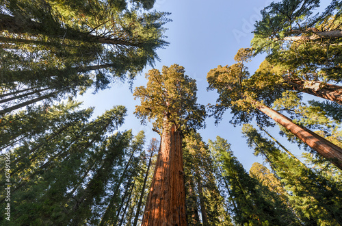 General Sherman Sequoia Tree © demerzel21