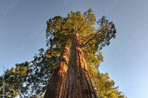 Merged Giant Sequoia Trees