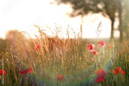 Fototapeta Naklejka Na Ścianę i Meble -  Red poppy and grass - sunset on meadow