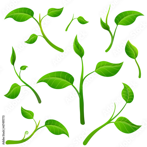 Detached twigs with leaves. Plant parts isolated on white