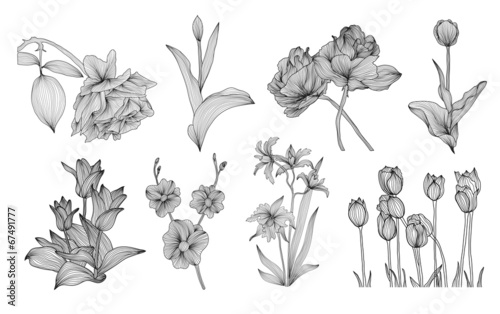 Fototapeta Naklejka Na Ścianę i Meble -  decorative flowers set