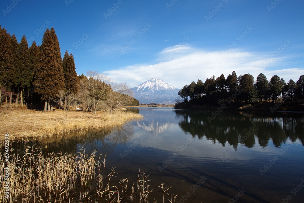 Mountaim fuji and lake tanuki