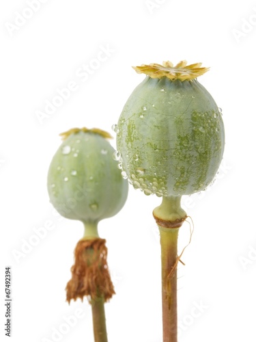 Green poppy heads