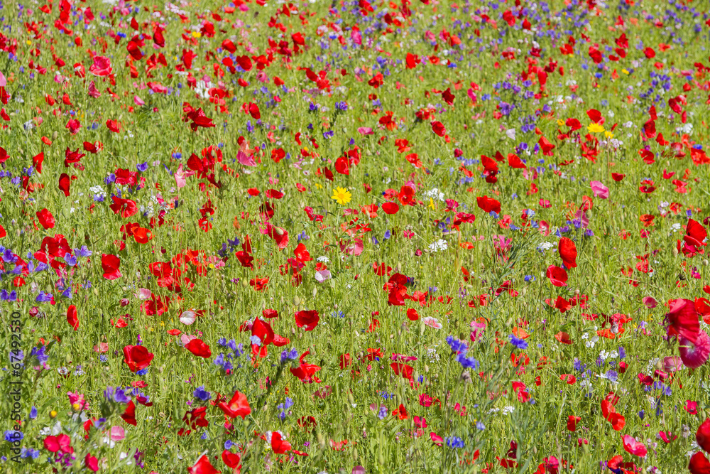 Red poppies and wild flowers growing in meadow