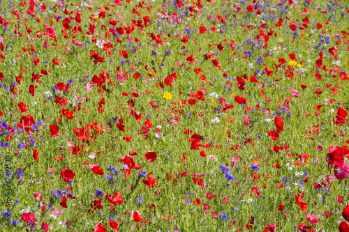 Red poppies and wild flowers growing in meadow