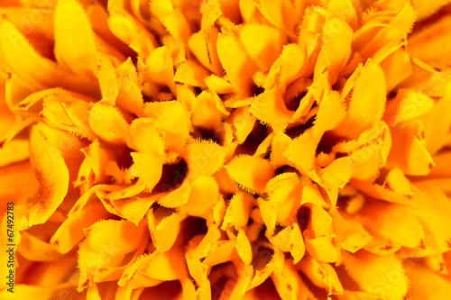 Orange flower inside © Tomasz Sergej