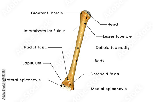 Humerus labelled